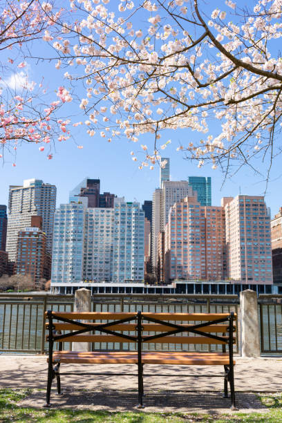 istock Empty Bench under Cherry Blossom Trees during Spring along the East River at Roosevelt Island with a New York City Skyline View 1226851609