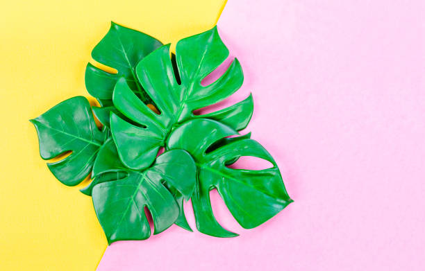 istock Tropical palm leaves on yellow and pink background. 1226852269