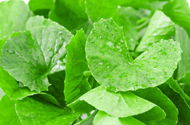 istock Fresh Centella asiatica, Asiatic Pennywort leaves 1226852321