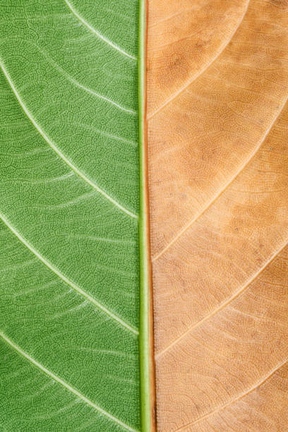 istock Macro photo of natural comparing green and dry leaf texture 1226852334