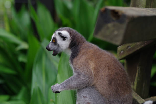 Pictures of cute ring-tailed lemur