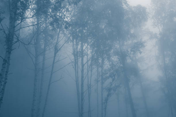 Mystical forest in fog, silhouettes of tree branches in blue fog stock photo