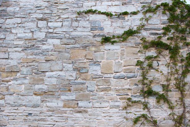 Limestone Wall with Green Ivy