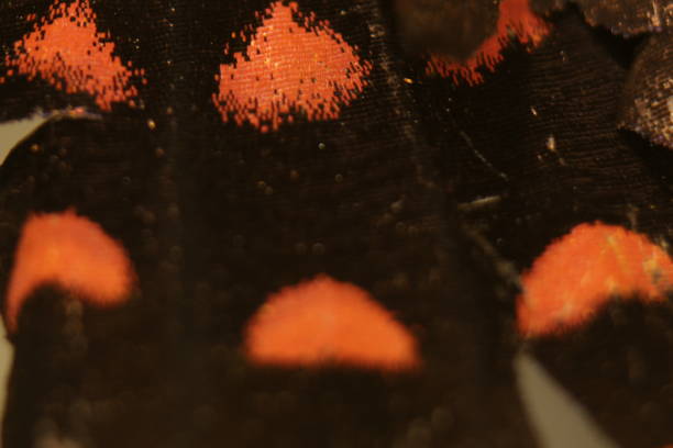 istock Night butterfly macro photography 1226857760