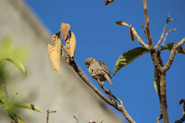 istock Pigeon close-up on medlar tree 1226858743