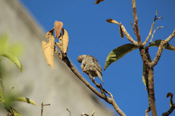 istock Pigeon close-up on medlar tree 1226858759
