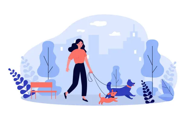 Vector illustration of Happy woman walking dogs on leashes in city park