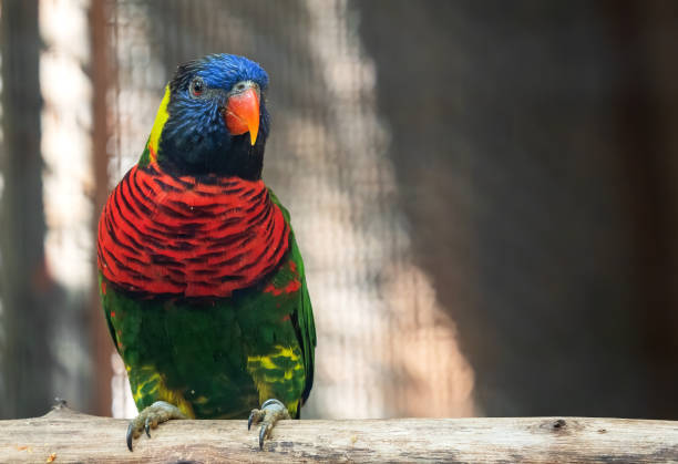 istock Close up Coconut Lorikeet Perched on Branch Isolated on Background with Copy Space 1226860678