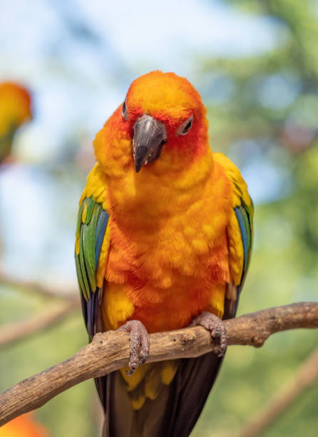 istock Close up Sun Conure Parrot Perched on Branch Isolated on Background 1226860680