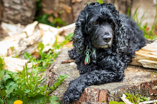 Cocker Spaniel with curly black fur lies down calmly in wooded natural outdoor setting