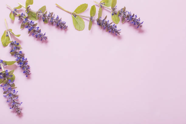 istock beautiful summer flowers on pink background 1226863314