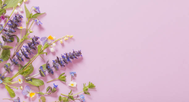 istock beautiful summer flowers on pink background 1226863322