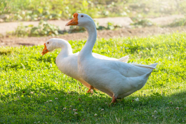 istock Two white geese eat grass on a green lawn 1226864052