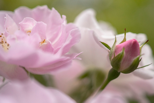 Beautiful blooming flower of rose bush rose close-up..