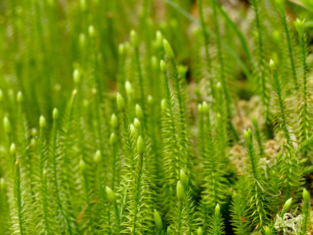 Fir moss in a German forest with flower in spring Fir moss in a German forest with flower in spring lycopodiaceae stock pictures, royalty-free photos & images