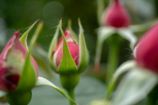 Red rose in flower garden.