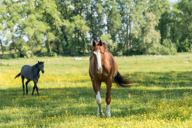 istock Horses in the pasture 1226866598