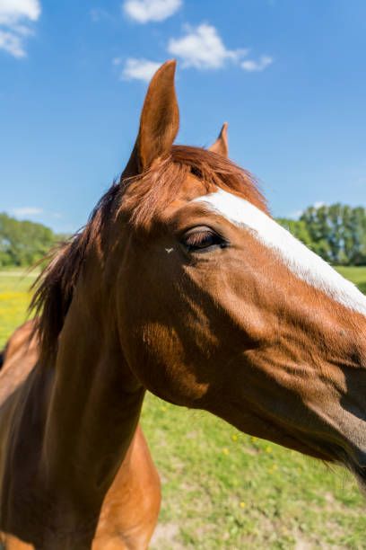 istock Horses in the pasture 1226866623