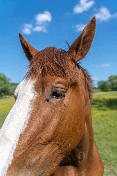 istock Horses in the pasture 1226866629