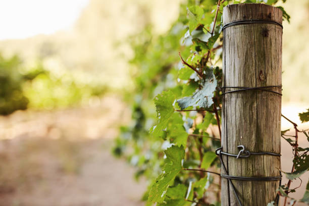 Shot of a luscious vineyard in South Africa