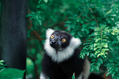 Photo of a cute ruffed lemur