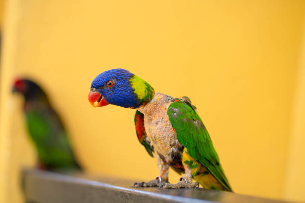 istock Mating games Rainbow Lorikeet. A faded parrot sticks to a female 1226869921