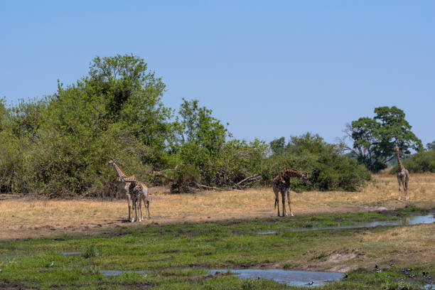 istock Giraffe in the dry season in the Okavango Delta, Botswana 1226870413