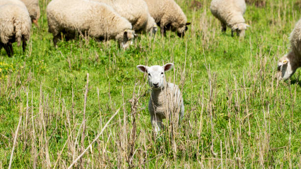 istock A little sheep on a meadow 1226871334
