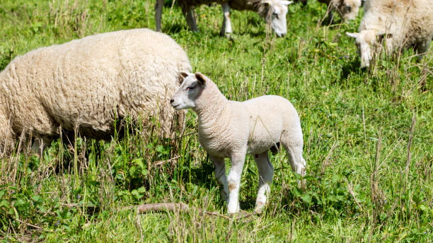 istock A little sheep on a meadow 1226871355