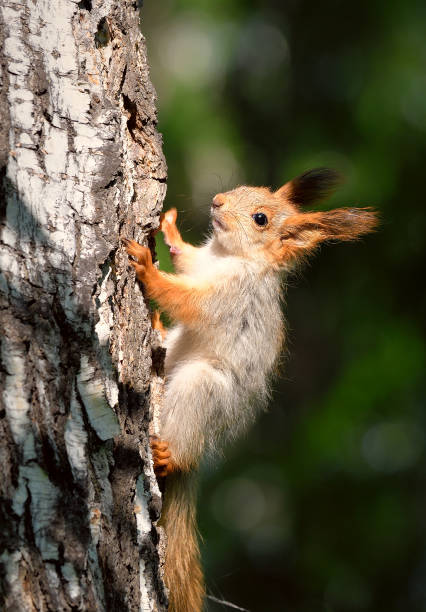 istock Squirrel on the bark of birch 1226872520
