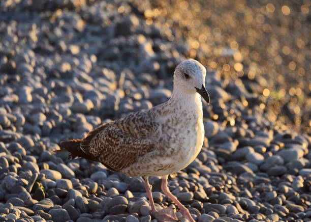 White seagull on the beach in summer