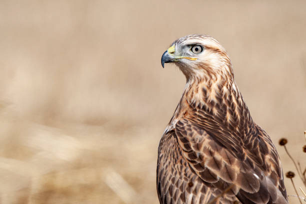 istock Long-legged Buzzard, (Buteo rufinus) bird in the natural habitat. 1226872709