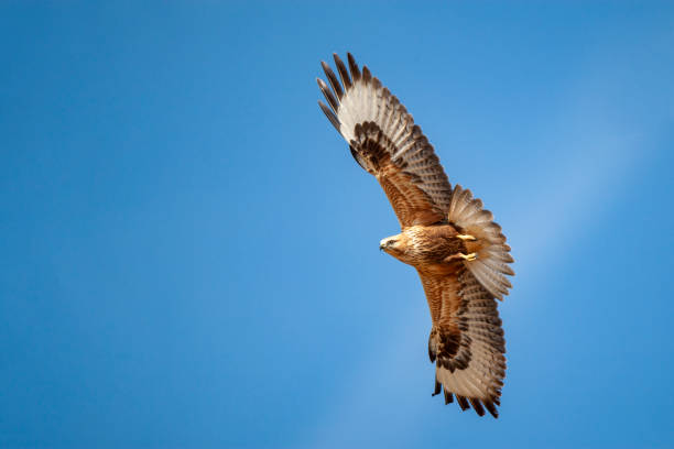 długonogi myszołów (buteo rufinus) ptak w naturalnym środowisku. - eurasian buzzard zdjęcia i obrazy z banku zdjęć