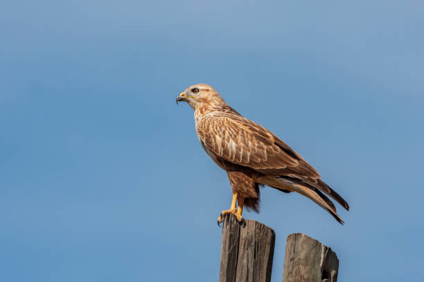 istock Long-legged Buzzard, (Buteo rufinus) bird in the natural habitat. 1226872713