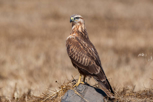 istock Long-legged Buzzard, (Buteo rufinus) bird in the natural habitat. 1226872718