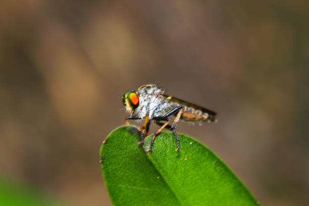 istock Robber Fly view in close up for Nature and Macro Photography 1226873579