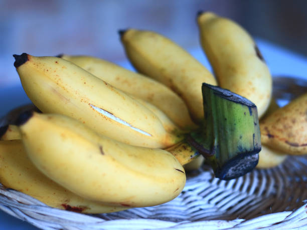 Latundan banana