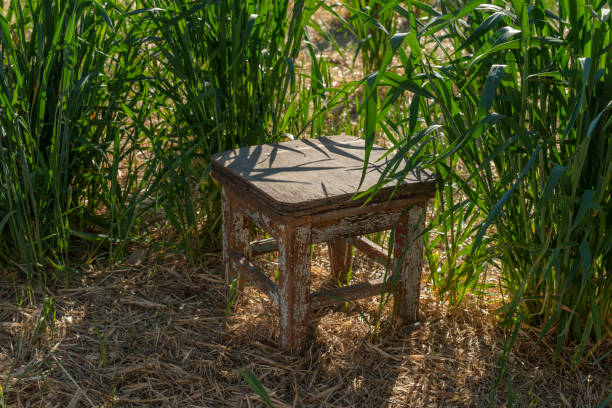 Este es un taburete viejo en un campo de trigo. - foto de stock