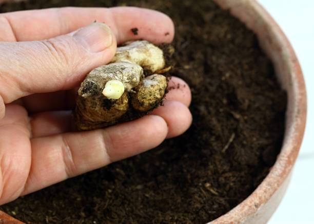 Germinated ginger root ready for planting in gardener´s hand. Detail of sprouted ginger root in the pot. growing ginger stock pictures, royalty-free photos & images