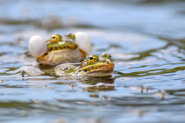 istock Common frogs pairing in a pond in spring period 1226876311