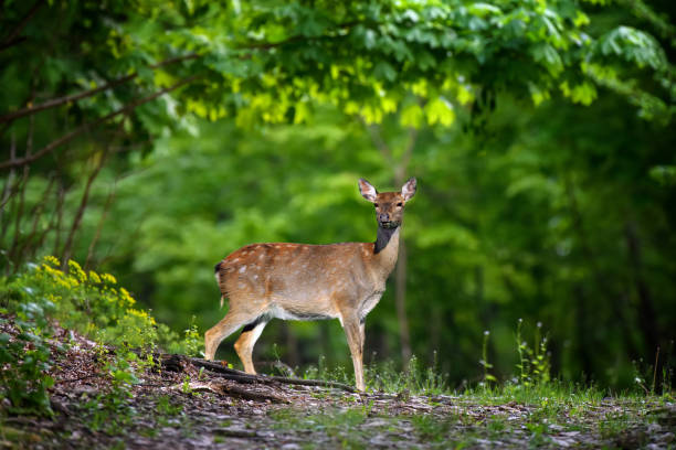 istock Deer on a forest path at dawn. Animal on heathland nature habitat 1226876313