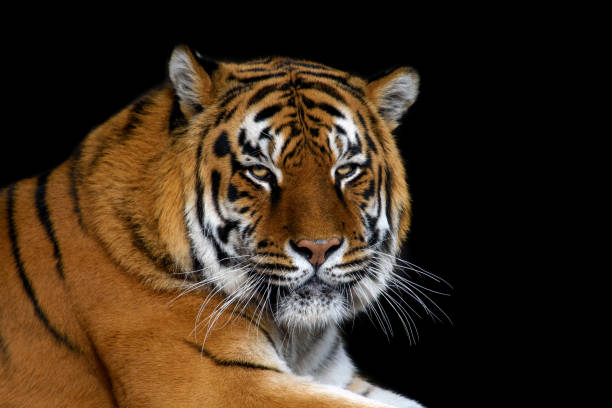 istock Close up big tiger isolated on black background 1226876381