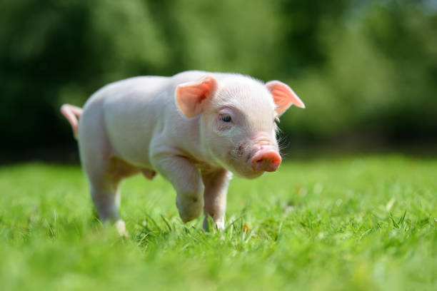 istock Funny  little ping piglet on spring green grass 1226876386