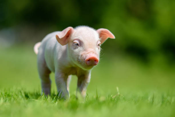 istock Funny  little ping piglet on spring green grass 1226876390