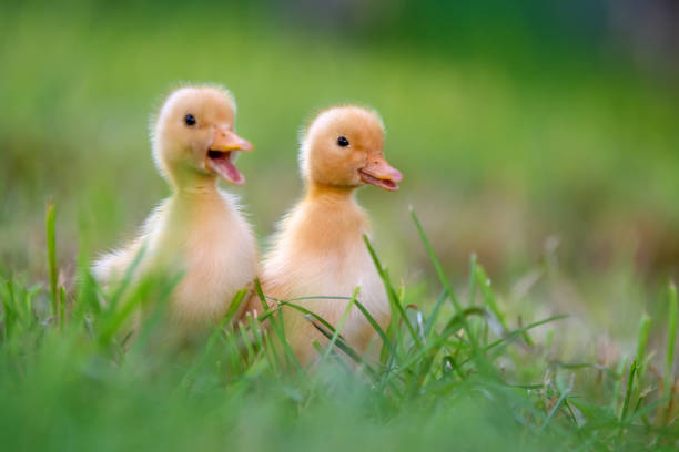 istock Funny  Little yellow duckling on spring green grass 1226876392
