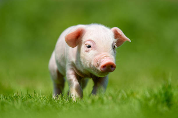 istock Funny  little ping piglet on spring green grass 1226876396