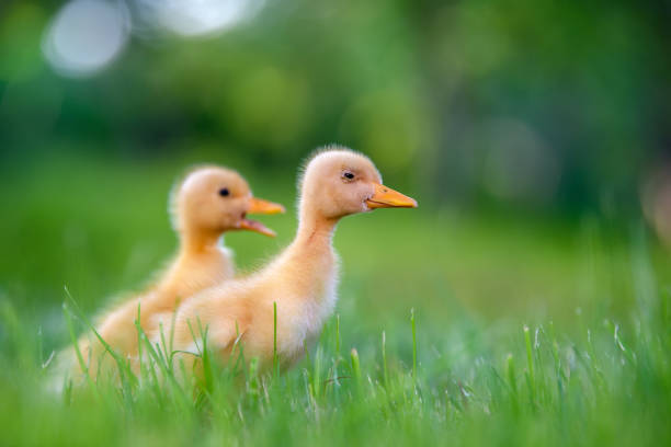 istock Funny  Little yellow duckling on spring green grass 1226876399