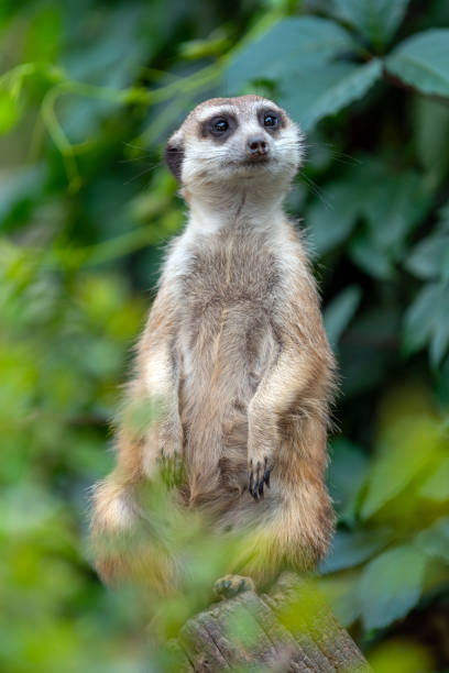 istock Meerkat standing looking for something.  Suricata suricatta wild predators in natural environment 1226876403