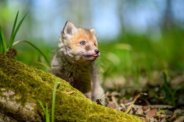 istock Red fox, vulpes vulpes, small young cub in forest 1226876433