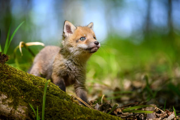 istock Red fox, vulpes vulpes, small young cub in forest 1226876435